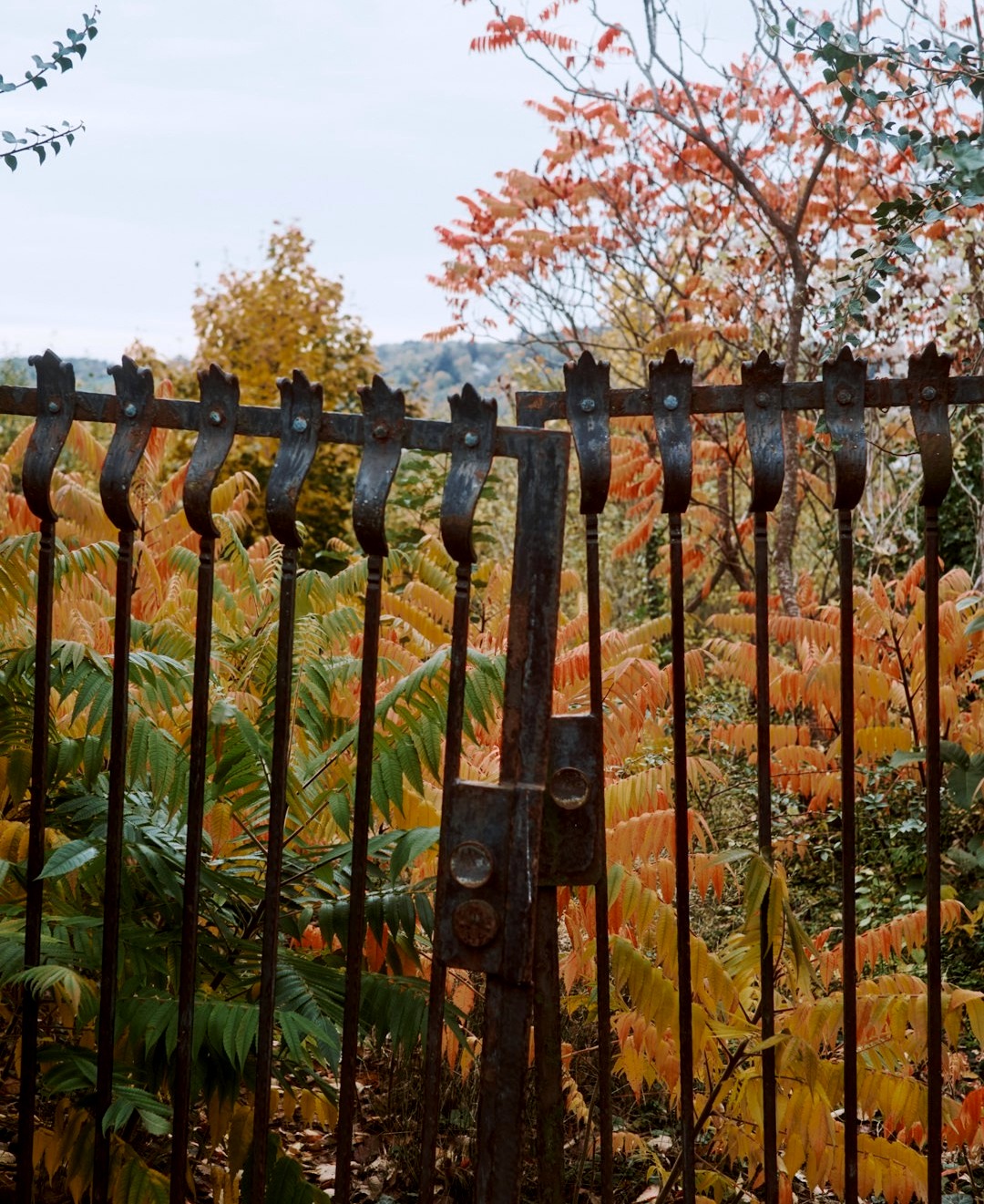 Rusty gate with autumn foliage in background